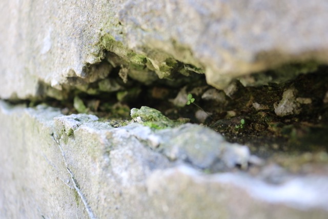 something growing in the crack