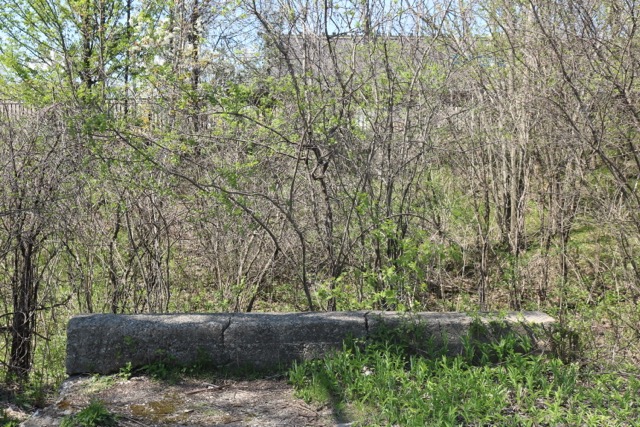 a tree with an orange band
