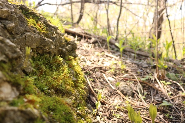 mossy concrete