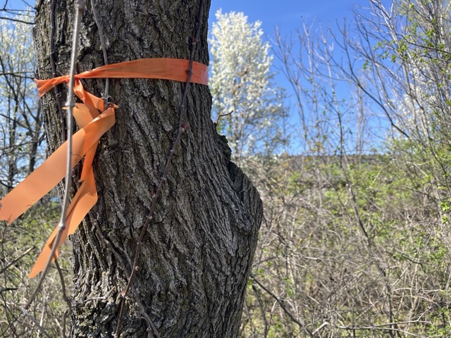 a tree with an orange band